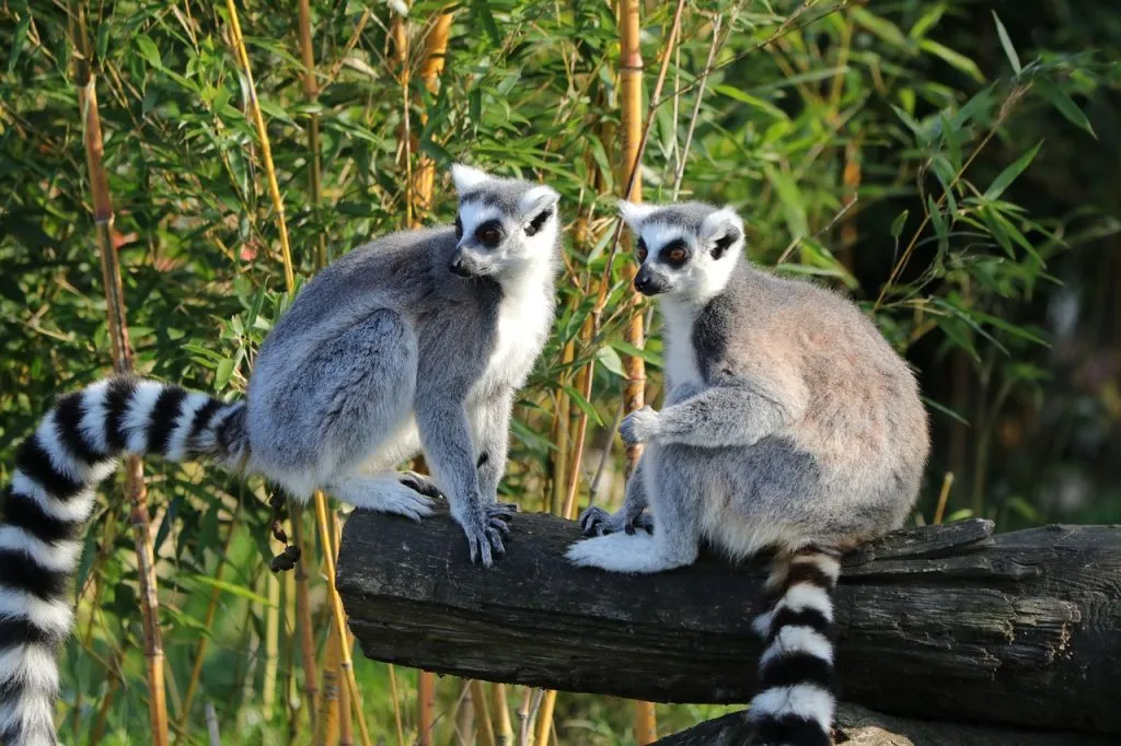 wyspa madagaskar