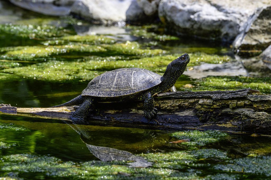 Atrakcje turystyczne w Poleskim Parku Narodowym — żółw błotny 