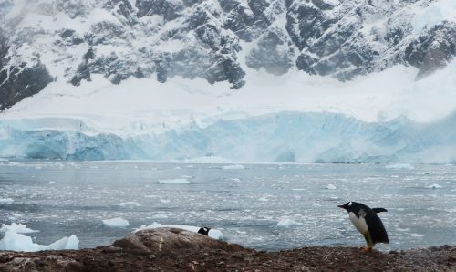 Wyspa Króla Jerzego: niesamowite przygody na Antarktydzie